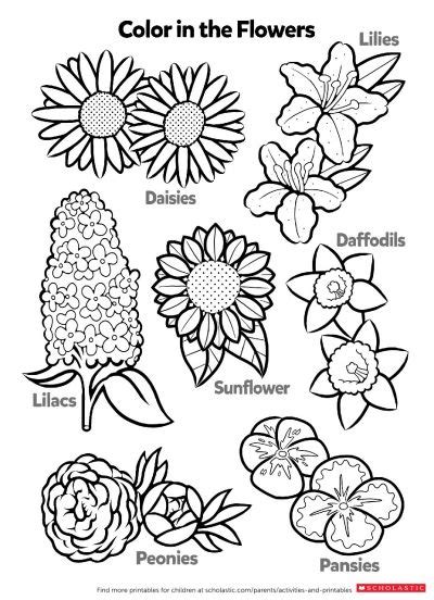 worksheets  flower   flower coloring pages coloring