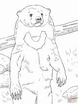 Bear Sun Coloring Pages Drawing Realistic Outline Portrait Printable Color Getdrawings Cloud sketch template
