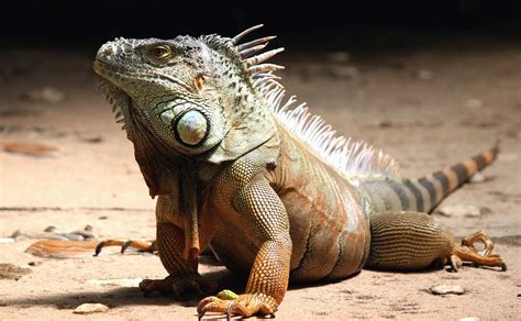 picture reptile iguana lizard sand wild animal exotic focus head