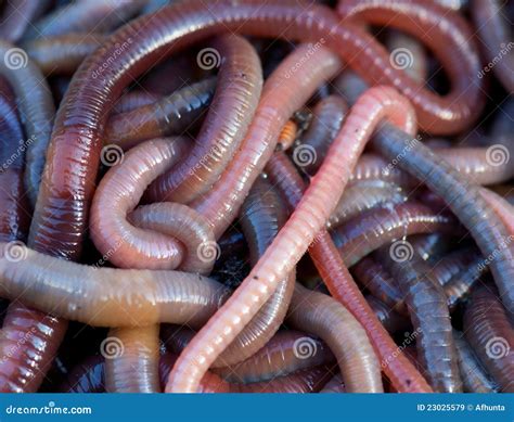 worms royalty  stock images image