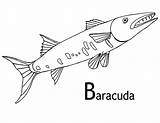 Barracuda Coloring Fish Pages Baracuda Barracudas Designlooter Color Printable 79kb 463px Kids sketch template
