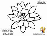 Guyana Designlooter Beauty Printout Yescoloring Coloringhome sketch template