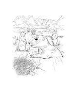 Prairie Dog Coloring Pages Poking Hole sketch template