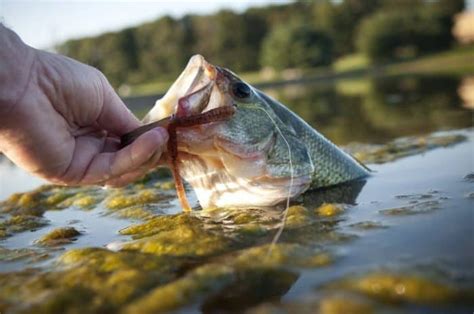 What Do Largemouth Bass Eat [13 Baits] Pursuing Outdoors