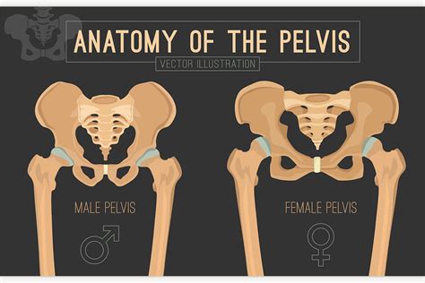 Male Pelvis Vs Female Pelvis Anatomy The Pelvis Human Anatomy And