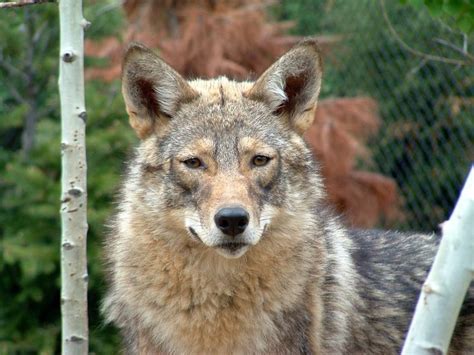 coywolf images  pinterest coyotes wolf  infographic