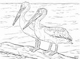 Pelicans Coloring American Pages Pelican Realistic Drawing Template Coloringbay Printable Skip Main sketch template