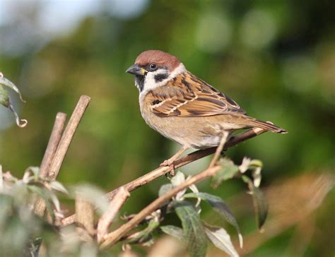 stewchat  tree sparrows