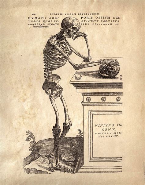 Anatomy Skeleton Print Vintage Illustration Reproduction Etsy