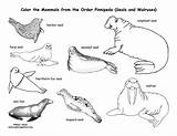 Hewan Mamalia Walrus Pinnipedia Laut Chordata Pinnipeds Koleksi Exploringnature sketch template