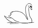 Swan Drawing Step Bird Drawings Draw Line Easy Simple Samanthasbell Schwan Cartoon Animal Coloring Heart Sketches Pages Animals Pond Realistic sketch template