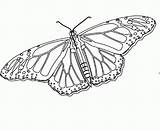 Monarch Coloringhome sketch template
