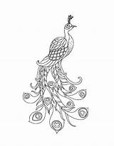 Peacock Coloring Feather Getcolorings sketch template
