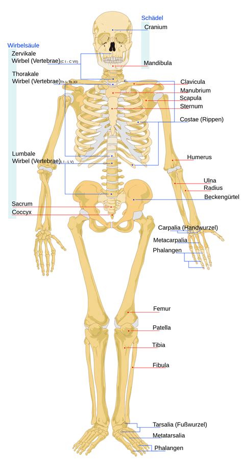skelett zum ausdrucken und beschriften menschliches skelett