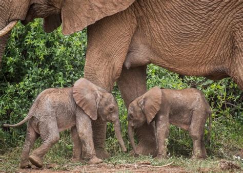 Elephant Gives Birth To Twins An Incredibly Rare Occurence Wildest