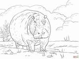 Hippo Coloring Pages Printable Dawn Hippopotamus Skip Main Categories sketch template