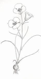Lily Tattoo Sego Plant Lilies Flower sketch template