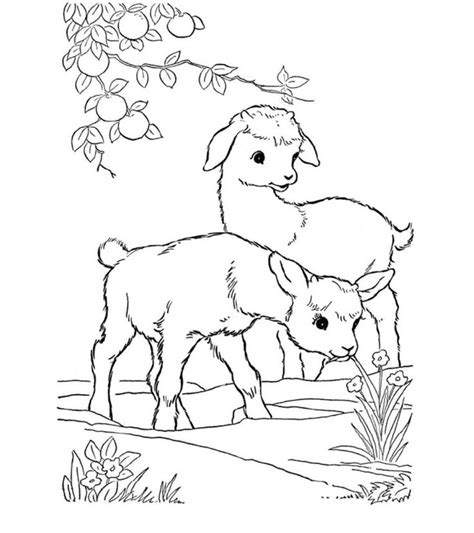 top   printable goat coloring pages  farm coloring pages