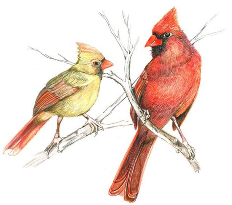 pair  cardinals original colored pencil drawing bird gift etsy