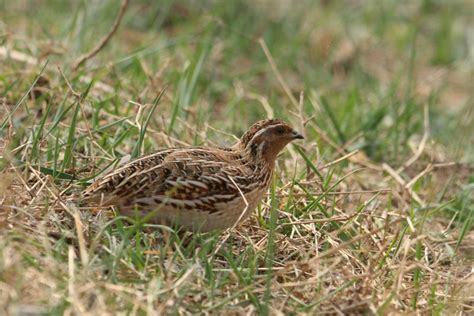 japanese quail coturnix japonica observationorg