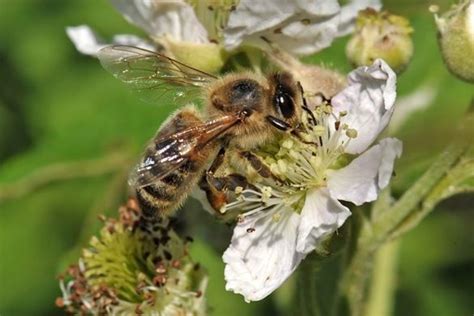 bijen zijn belangrijk bestuivers