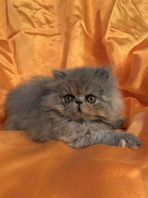 Persian Kittens For Sale Elh In Cfa Year 2020