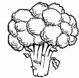 Broccoli Coloring Pages Realistic Vegetable Original sketch template