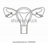 Reproductive Female System Uterus Coloring Icon Line Pages Shutterstock Template Illustration sketch template