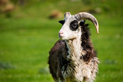 reasons   ram  goat