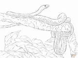 Mamba Serpent Anaconda Designlooter Colorier Coll sketch template