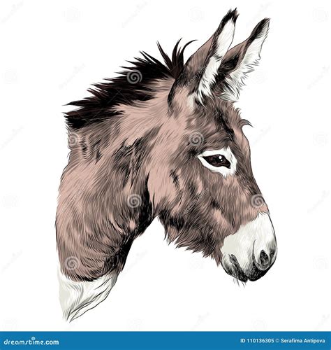 donkey sketch stock illustrations  donkey sketch stock