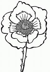 Poppy Coloring Flower Pages Drawing Kids Colouring Poppies Printable Line Easy Clipart Sheets Supercoloring Remembrance Color Flowers Print Gif sketch template