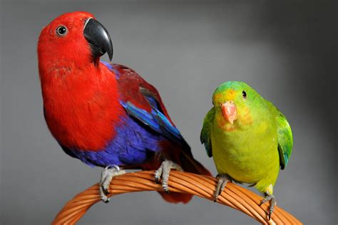 perruche  perroquet quelles sont leurs differences