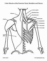 Shoulders Posterior Thorax sketch template