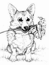 Corgi Coloring Pages Drawing Puppy Cute Dog Sheets Adult Print Printable Corgis Welsh Puppies Pembroke Book Search Getdrawings Again Bar sketch template