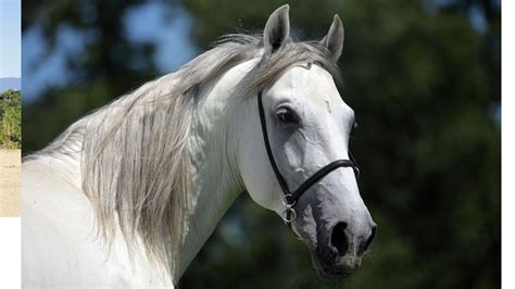 andalusian horses warmbloods fast  good jumpers