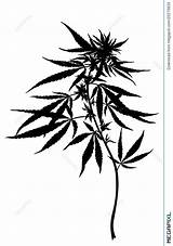 Canapa Sativa Pianta Cannabis Hemp sketch template