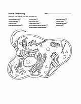 Biologist Paintingvalley Mitochondria Bubakids Divyajanani sketch template