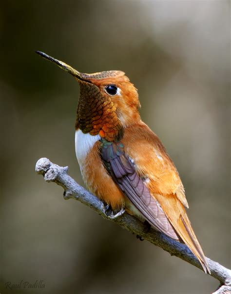 rufous hummingbird birdforum opus birdforum
