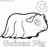Guinea Pig Pigs sketch template