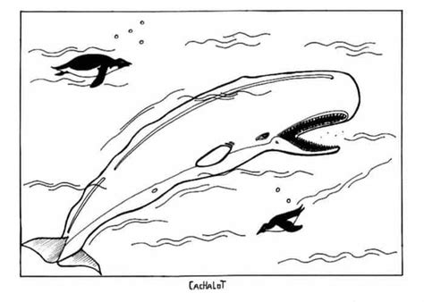 coloring pages   beluga whale   whale coloring pages whale