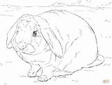 Coloring Pages Bunny Realistic Rabbit Printable Color Drawing Getcolorings Largest Colorings sketch template