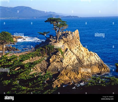 lone cypress  res stock photography  images alamy