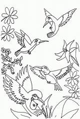 Kolibri Ausmalbilder sketch template