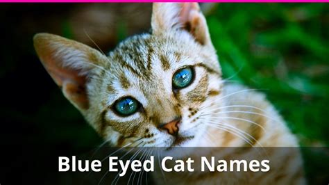250 Of The Best Blue Eyed Cat Names For Male And Female