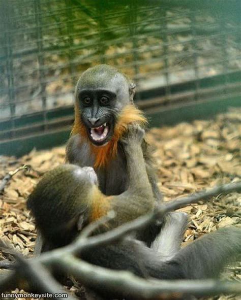 ahhhhhhh funny monkey pictures