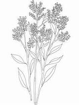 Breath Coloring Gypsophila Drawing Baby Babys Pages Flower Hyacinth Flowers Snapdragon Printable Tattoo Supercoloring Tattoos Drawings Getcolorings Hyacinthus Print Plant sketch template