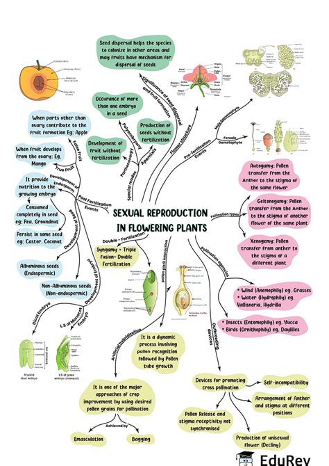 Mindmap Sexual Reproduction In Flowering Plants Biology Class 12 Neet