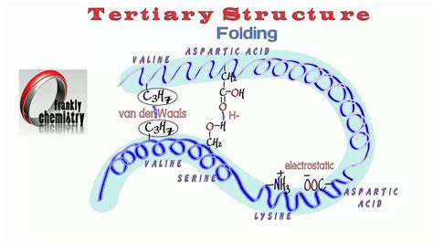 amino acids   tertiary structure   protein youtube