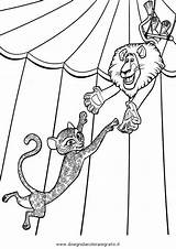 Madagascar Coloring Pages Circus Afro Template sketch template